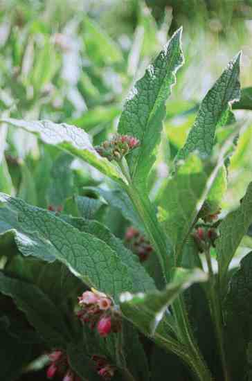 Comfrey can be used as a homegrown foliar calcium source by simply brewing an herbal tea with its leaves and letting this ferment five to seven days.